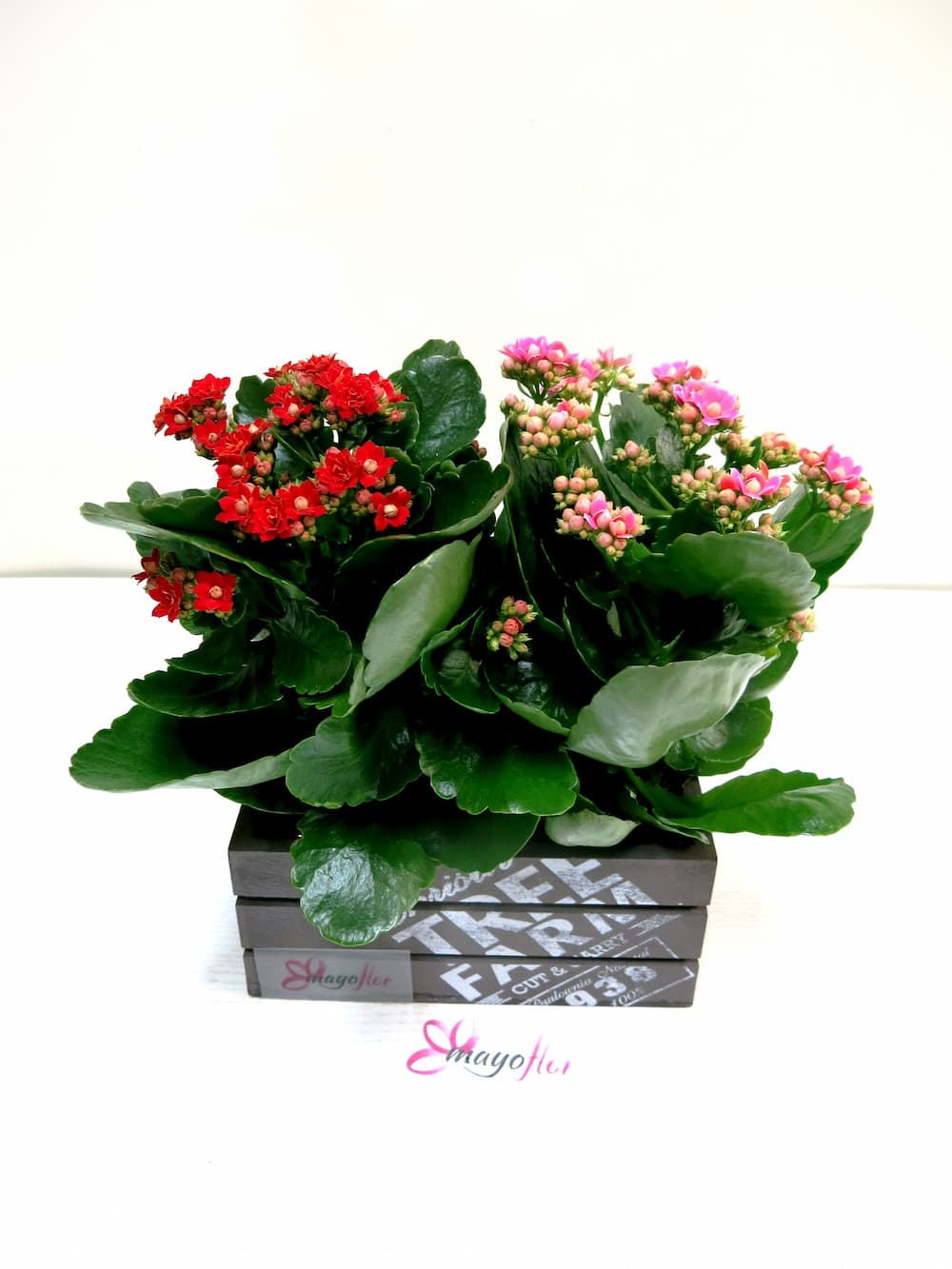 Plantas de Kalanchoe en Caja - Foto principal