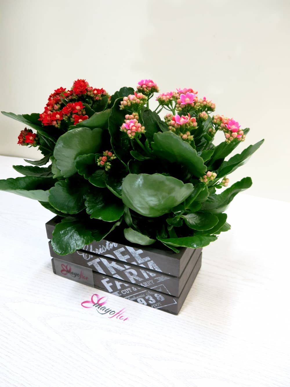 Plantas de Kalanchoe en Caja