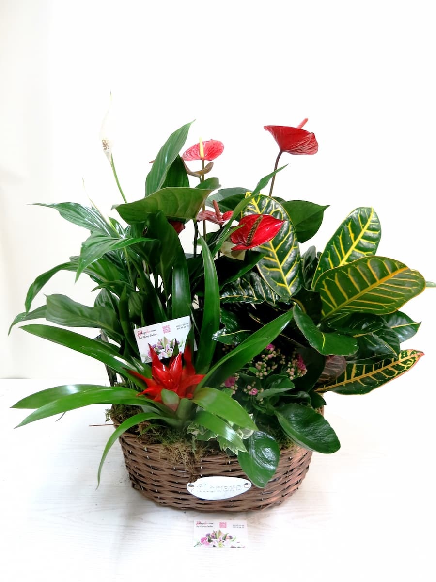 Cesta de Plantas variadas con Anthurium - Foto principal