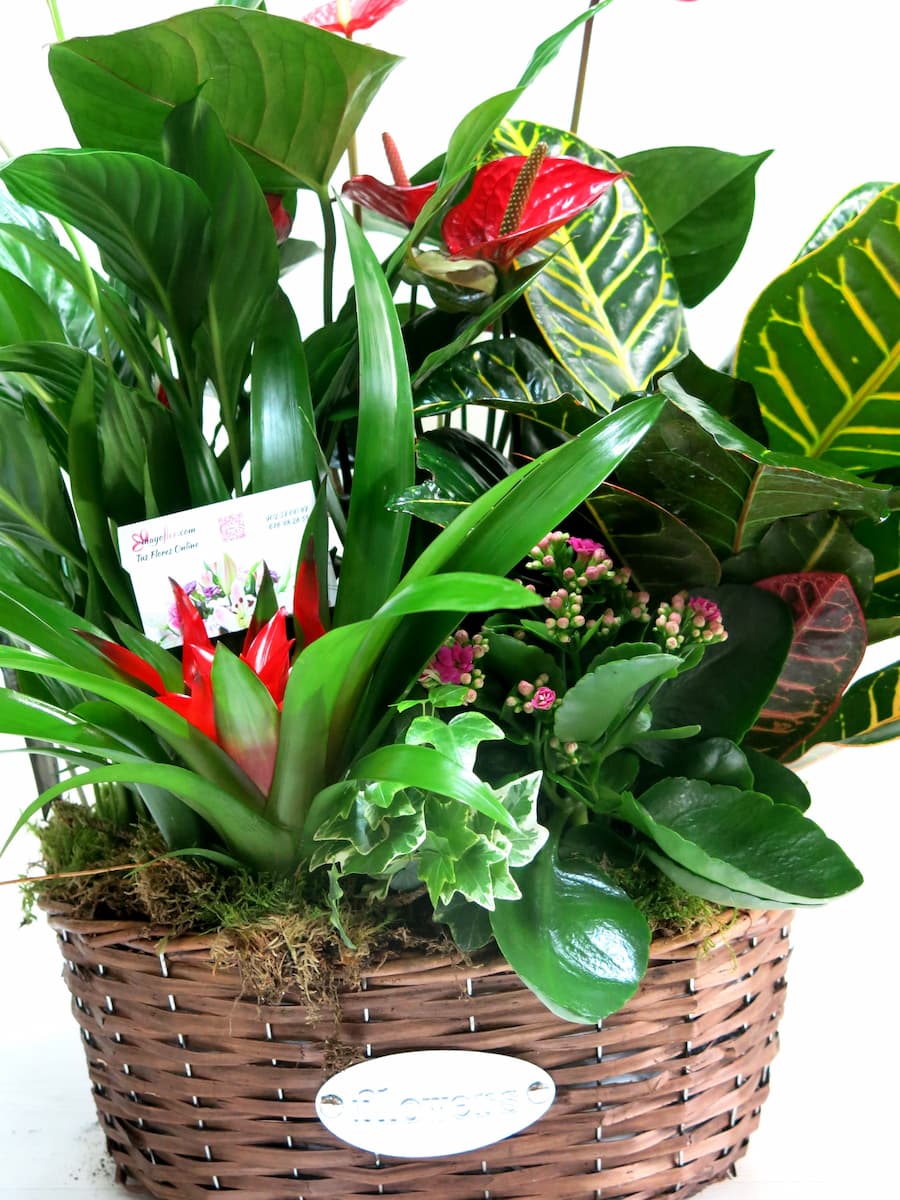 Cesta de Plantas variadas con Anthurium