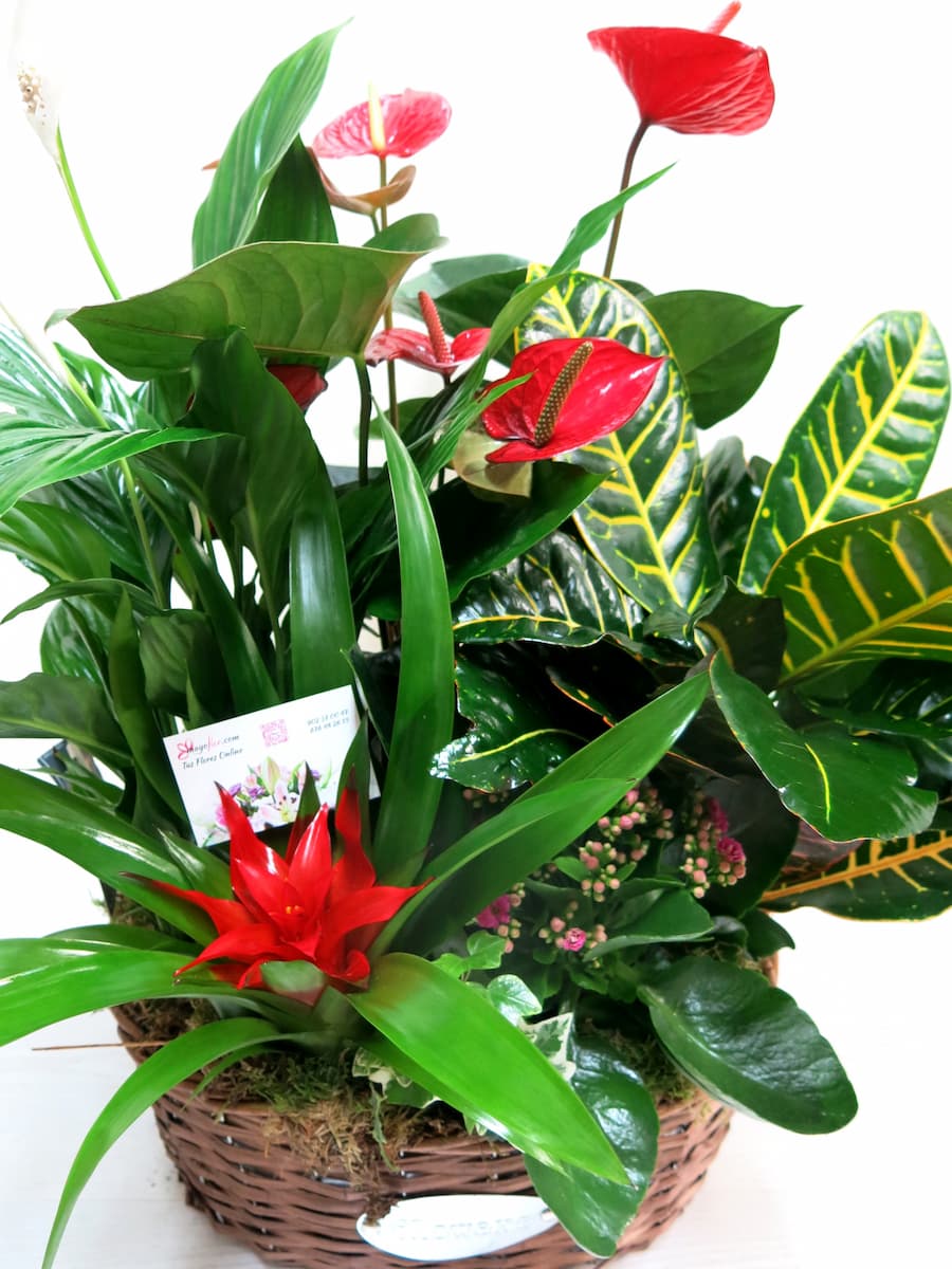 Cesta de Plantas variadas con Anthurium