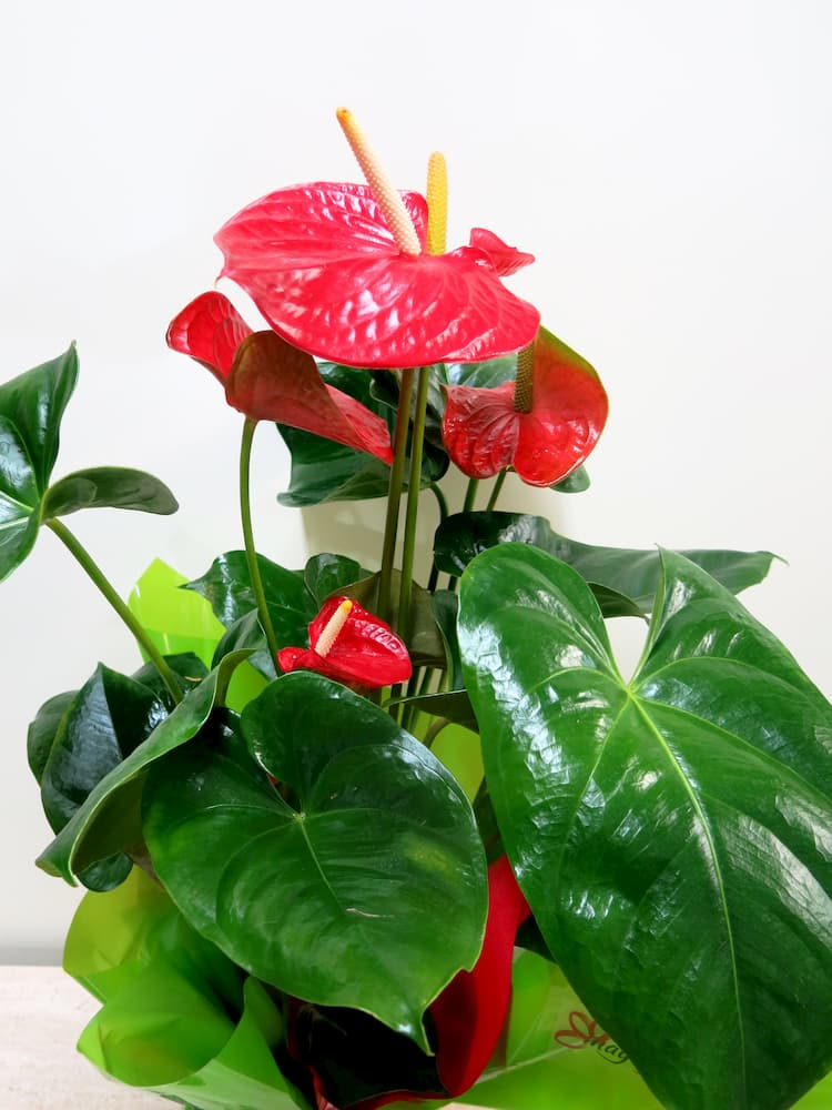 Planta de interior Anthurium