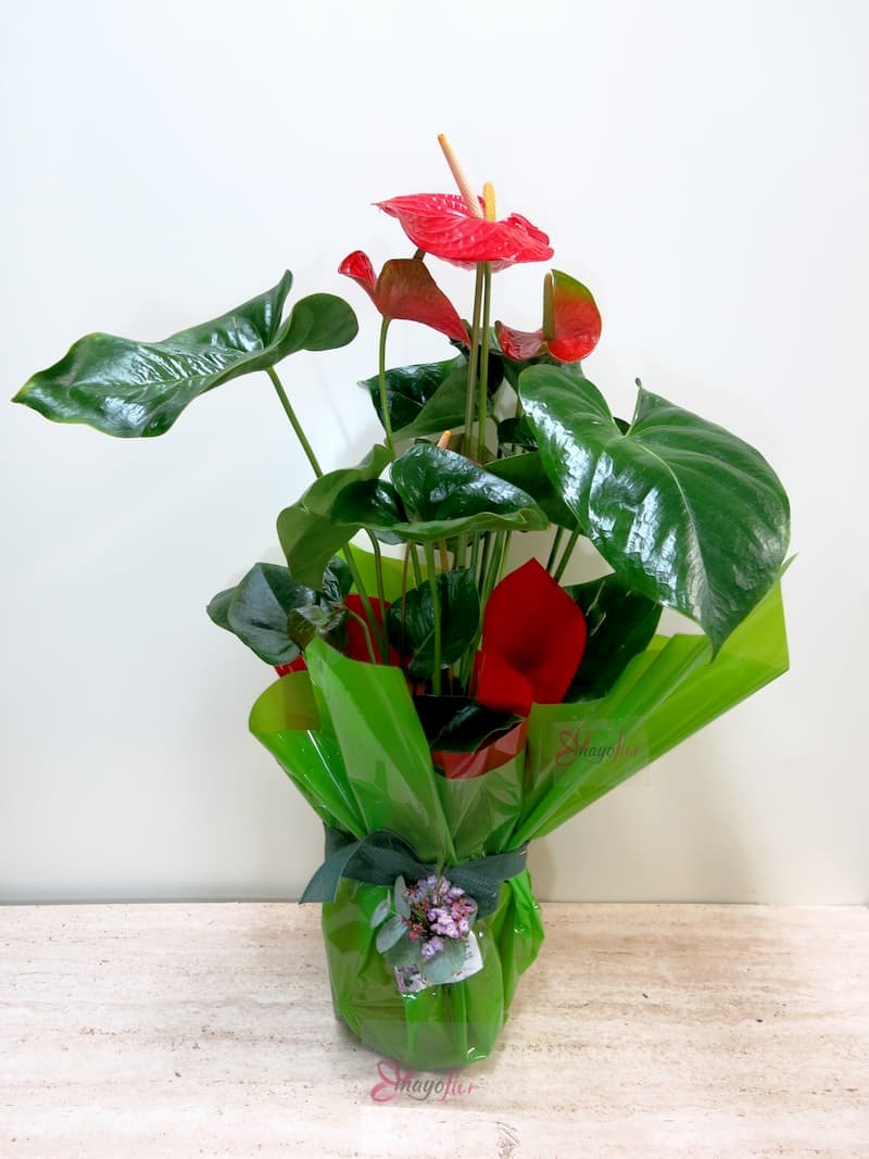 Planta de interior Anthurium