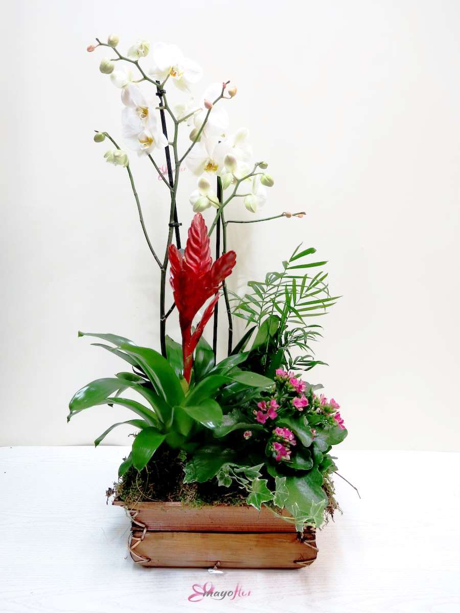 Center of plants with Orchid