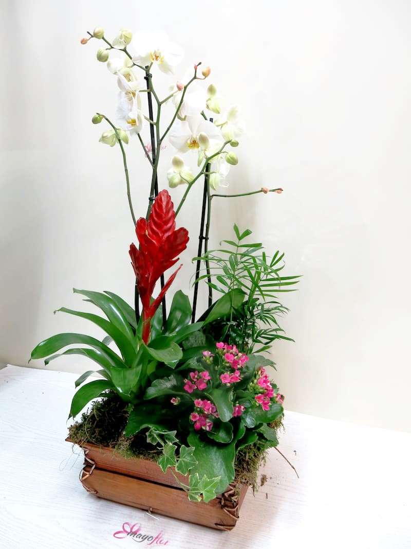 Center of plants with Orchid