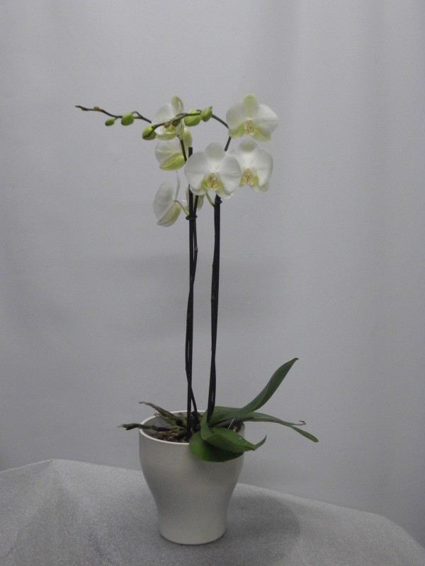 Orquidea Phalenopsis preparada. de color blanca