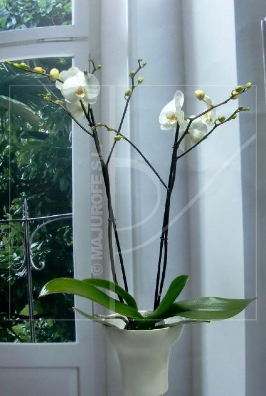 Orquídea Phalenopsis