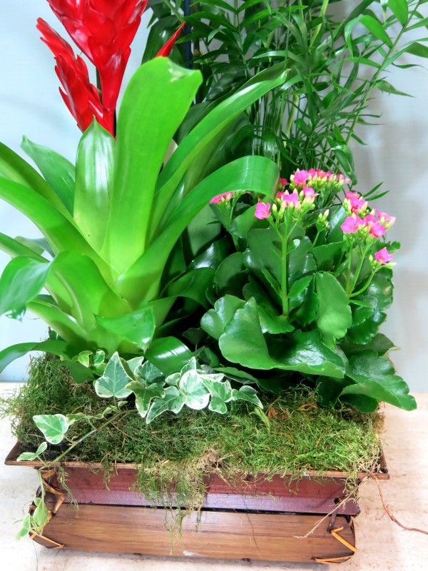 Center of plants with Orchid