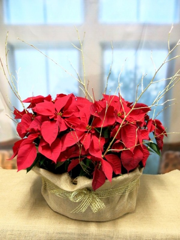 Cesta de Poinsetias envueltas en tela de Arpillera - Foto principal