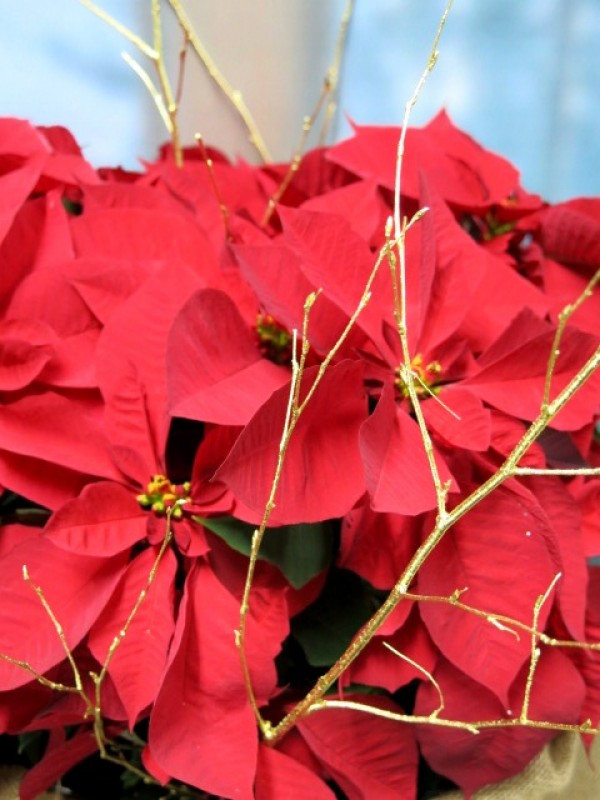 Cesta de Poinsetias envueltas en tela de Arpillera