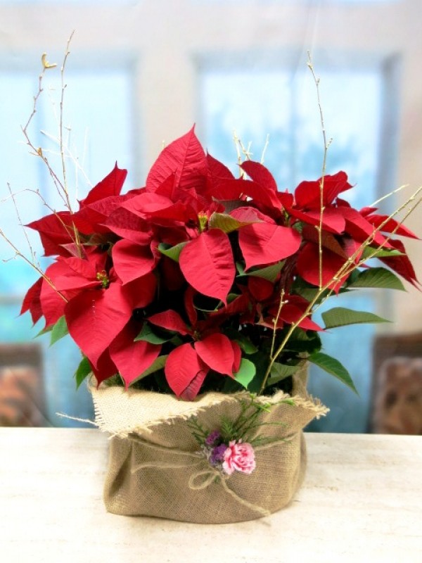 Planter with 2 Poinsettias - Foto principal