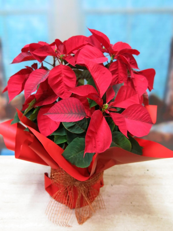 Flor de Pascua - Poinsetia de color rojas