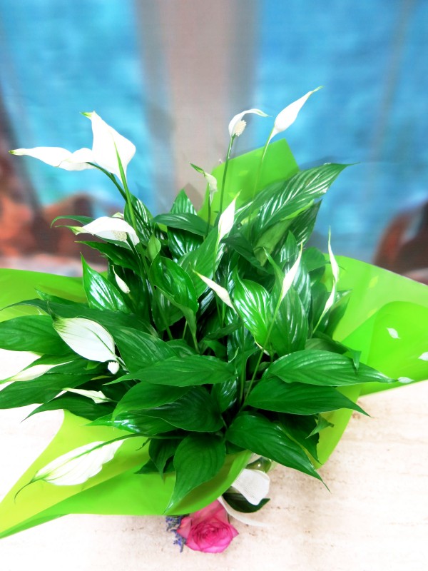 Planta de Spathiphyllum - Foto principal