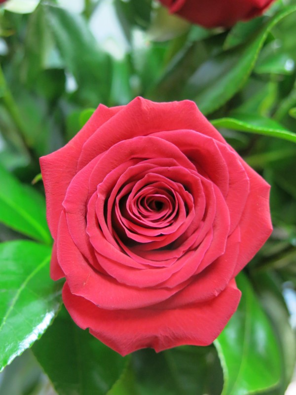 Ramo de 10 Rosas - Foto 4