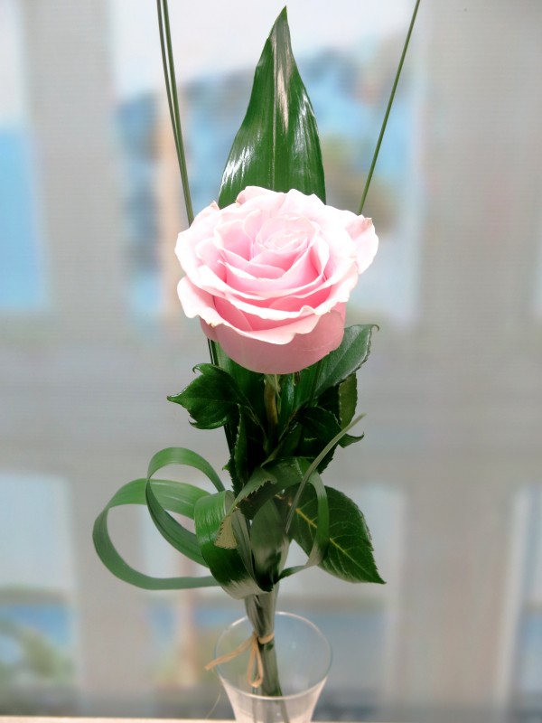 1 Rosa de color rosa para regalar | Mayoflor.com