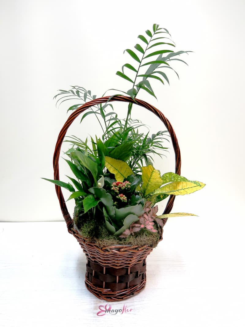 High Handle Plant Basket - Foto 2