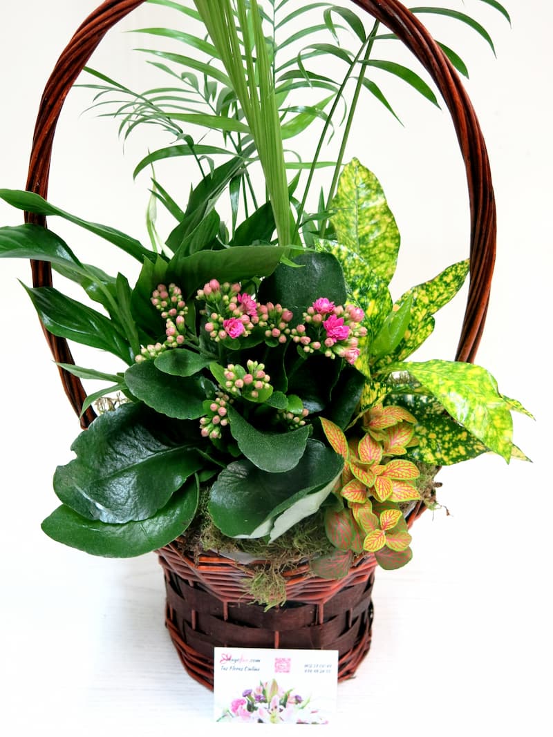 High Handle Plant Basket - Foto principal