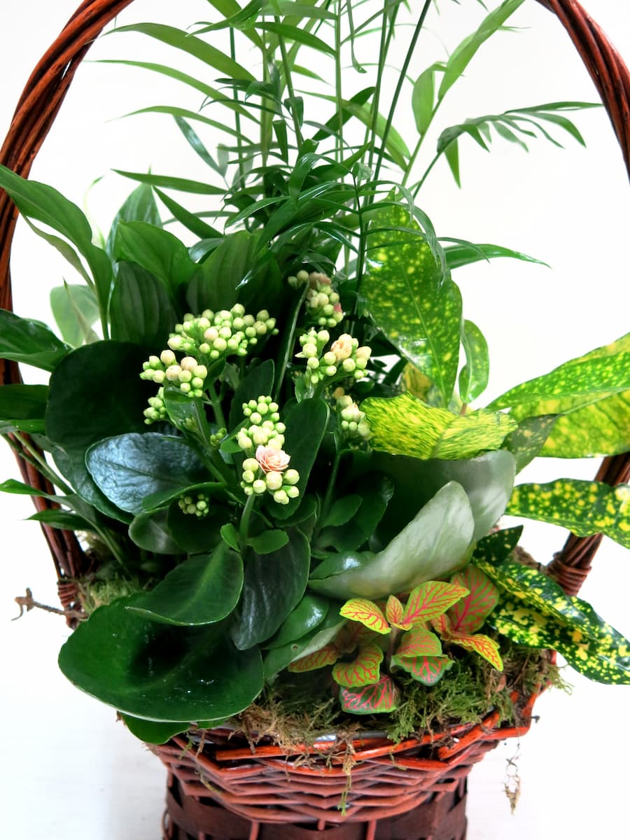 High Handle Plant Basket - Foto 3