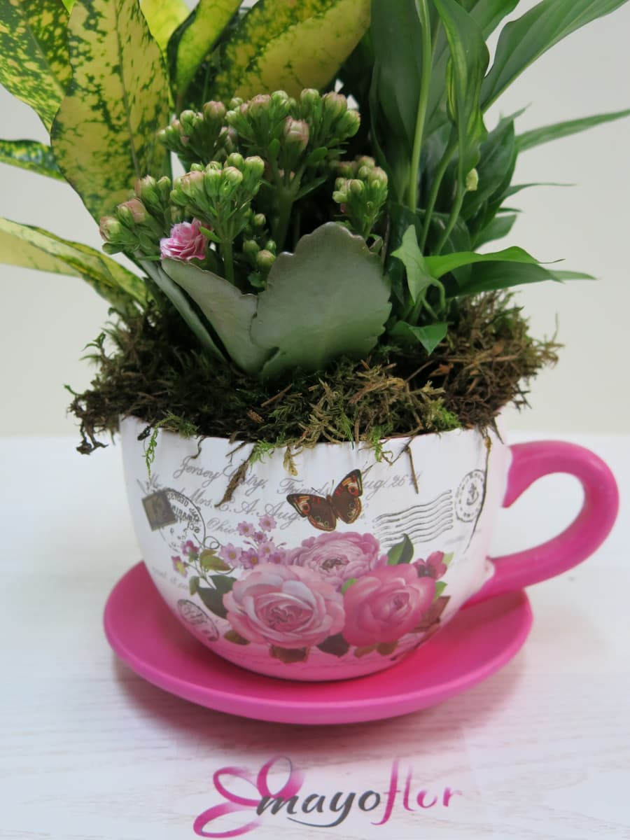 Plantas naturales en taza de cerámica decorada - Foto 3