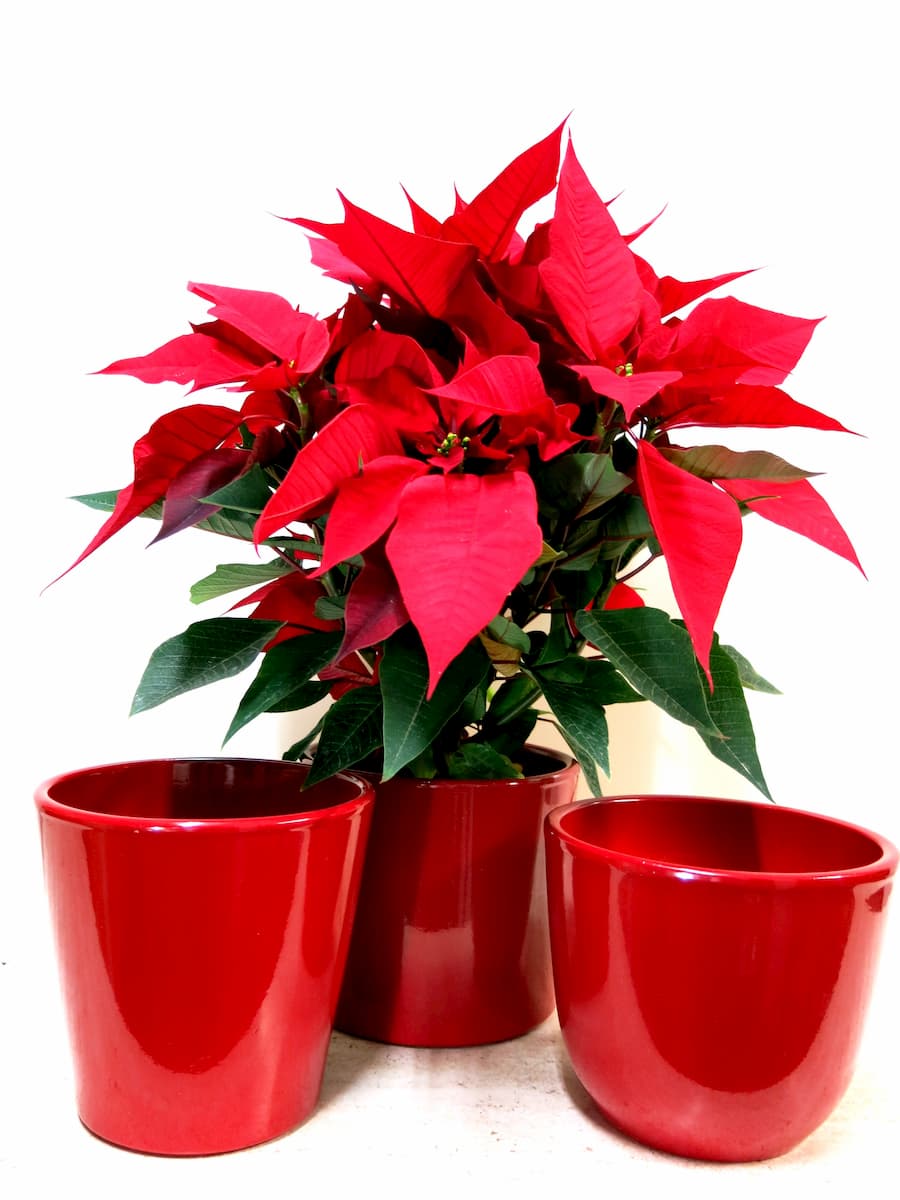 So your gift of the Poinsettia will be complete Red Pot - Foto principal