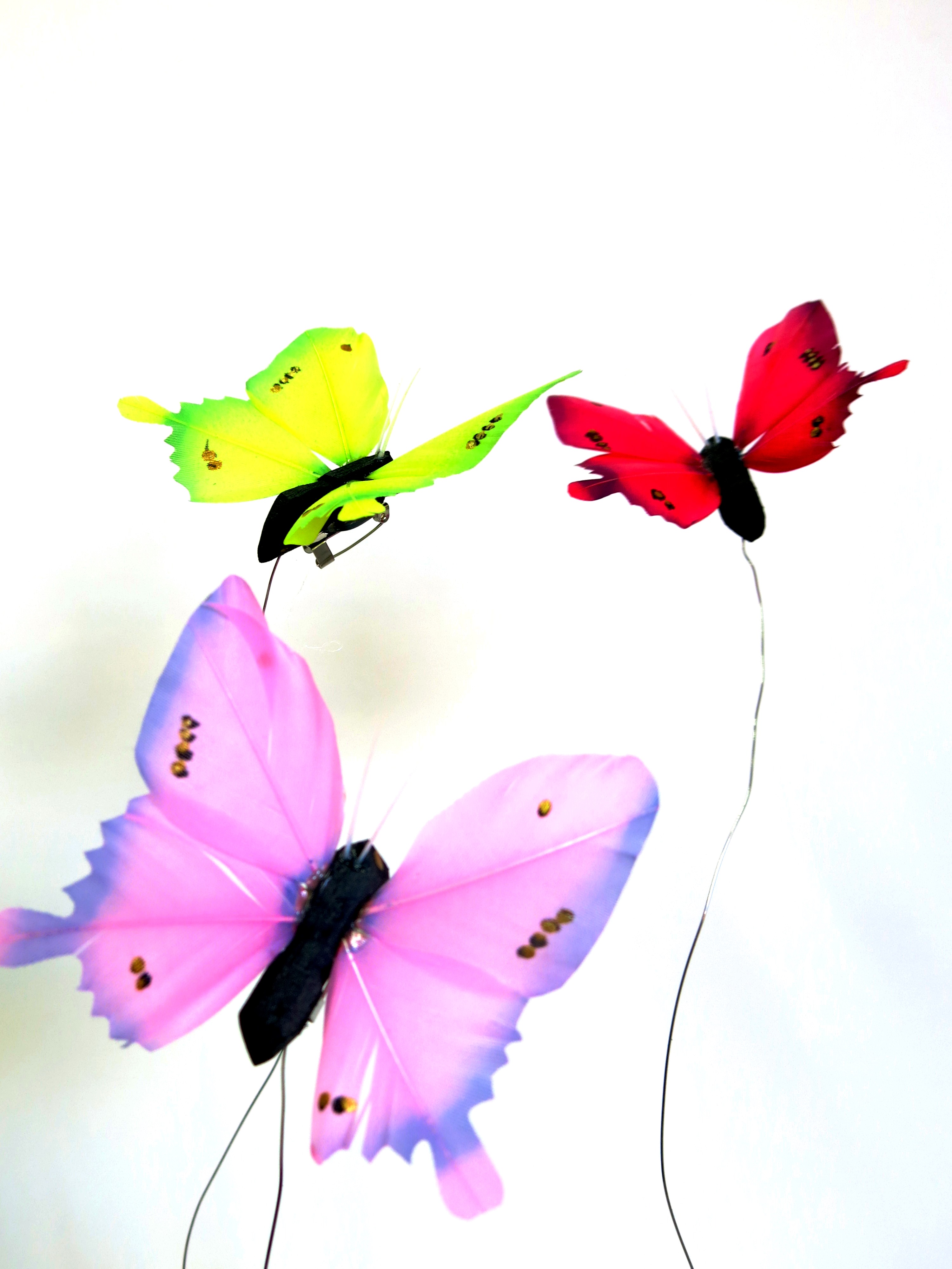 Butterflies - Foto 2