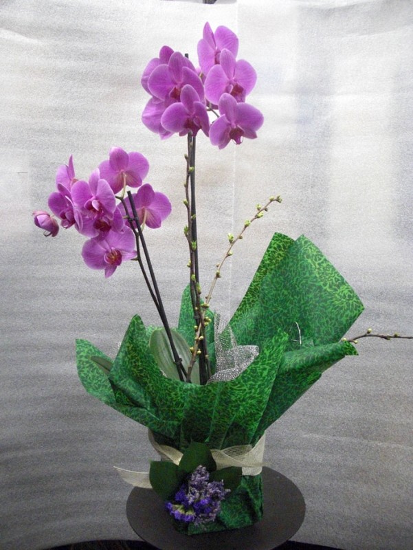 Orquidea Phalenopsis preparada. de color malva