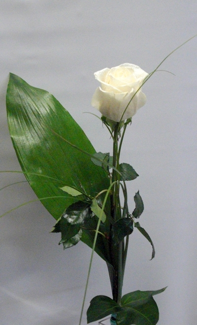 1 rose de color blanco