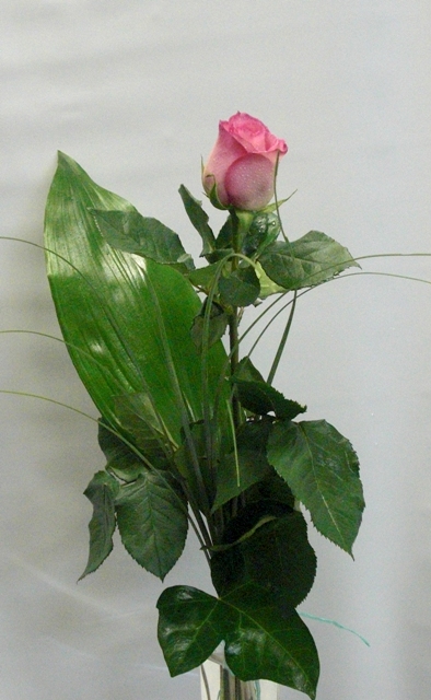 1 rose de color rosa
