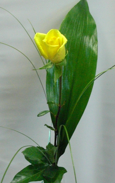 1 rose de color amarillo