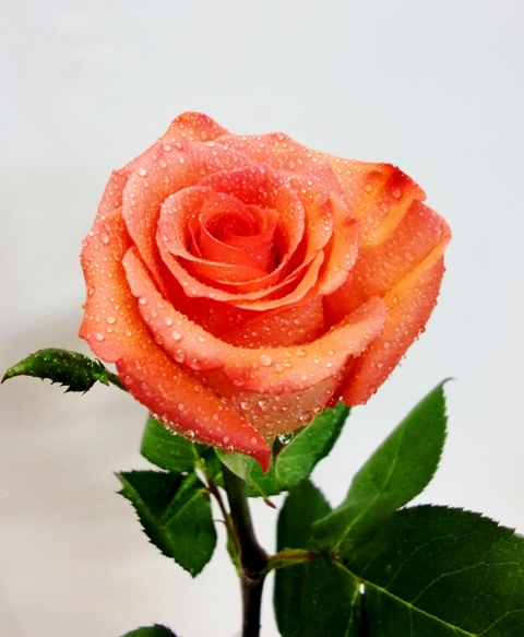 Bouquet of 18 Red Roses. Long Stem 70 cm. de color naranjas