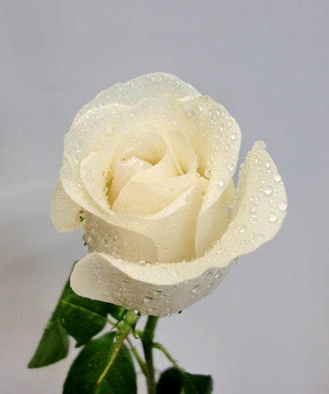 6 Rosas de tallo largo en ramo de color blanco