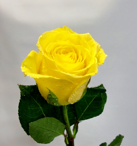 6 Rosas en Cesta de color amarillas