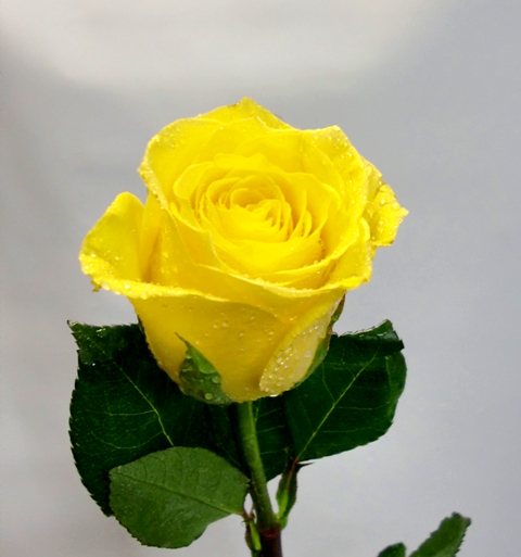 3 Rosas tallo largo de color amarilla