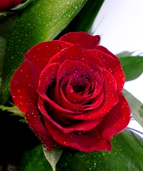 18 Roses in glass planter de color rojas