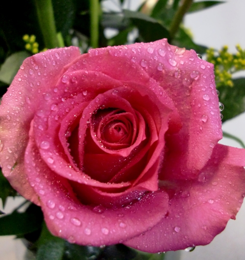 18 Roses in glass planter de color rosas