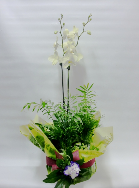 Composición de Orquídeas Phalenopsis - Foto principal