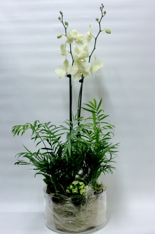 Composición de Orquídeas Phalenopsis - Foto 3