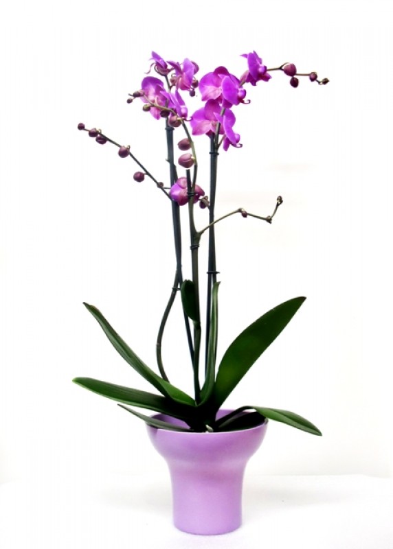 Phalenopsis Orchid in ceramic - Foto 2