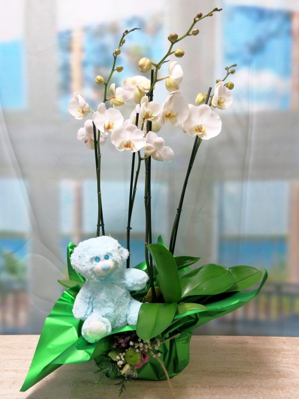 2 Phalenopsis Orchid with a teddy bear - Foto 2