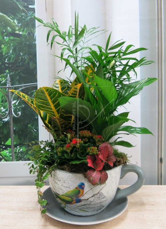 Group of plants in Large Cup - Foto principal