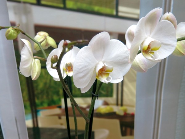 Orquídea Phalenopsis con Cerámica - Foto 4