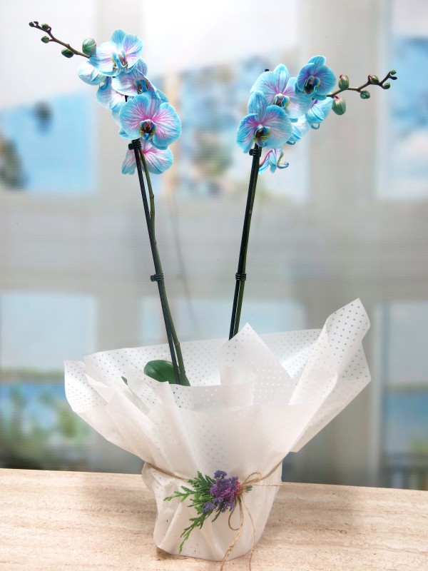 Orquídea Azul - Foto principal