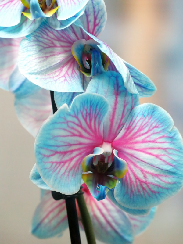 Orquídea Azul - Foto 3