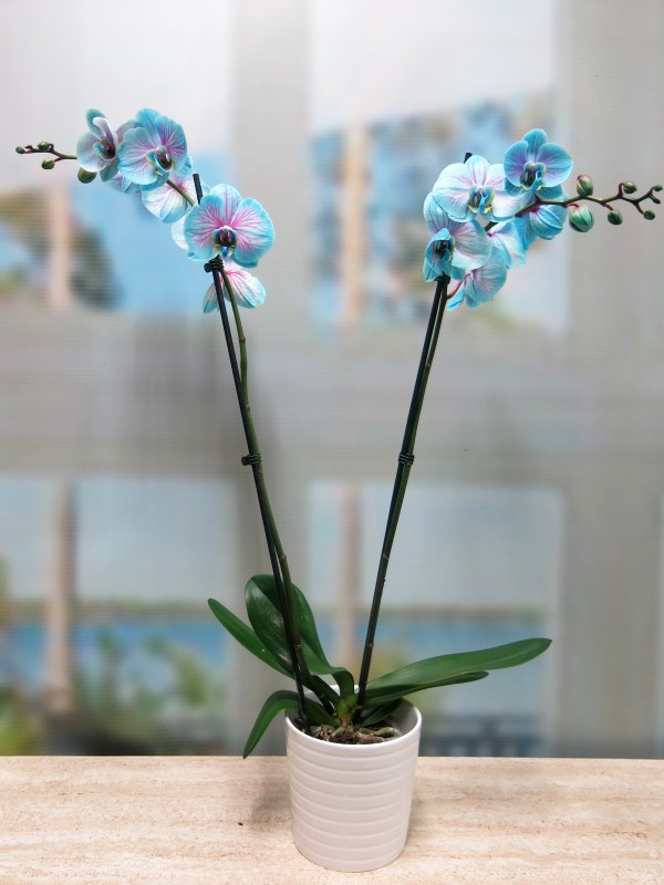 Orquídea Azul - Foto 4