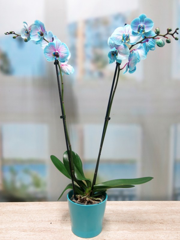 Orquídea Azul - Foto 2