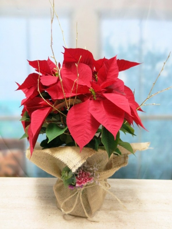 Poinsettia wrapped in burlap - Foto principal