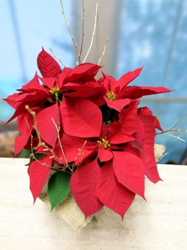 Poinsettia wrapped in burlap