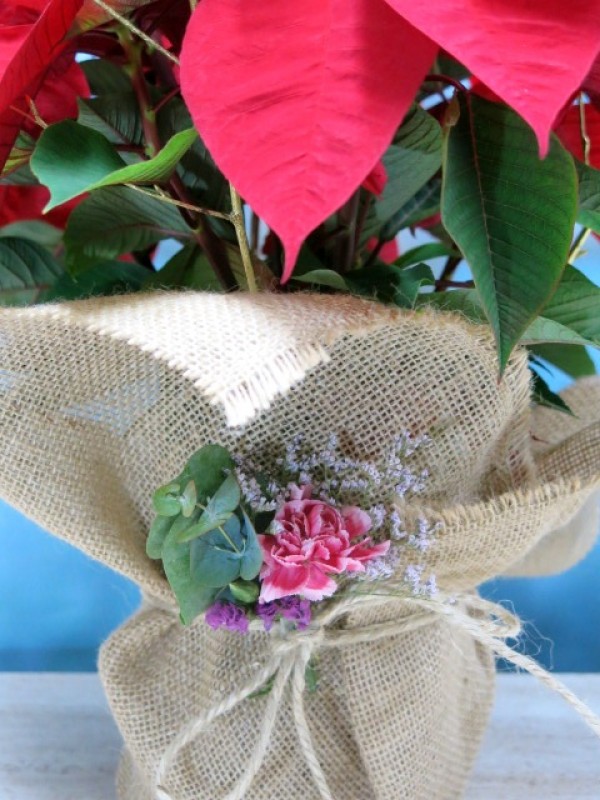 Poinsettia wrapped in burlap