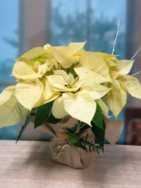 Poinsettia wrapped in burlap