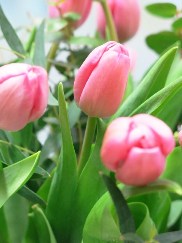 20 Tulips in Glass Vase - Foto 3